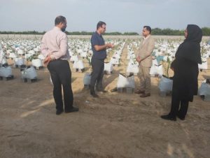 احداث اولین مزرعه بلوبری در شهرستان ساری