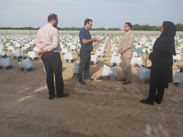 احداث اولین مزرعه بلوبری در شهرستان ساری