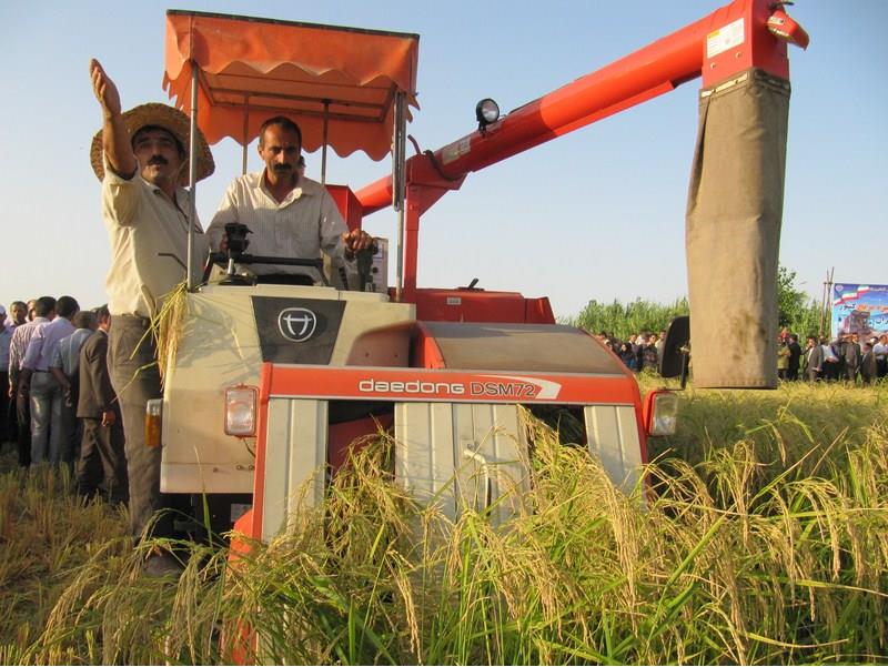 برداشت ۹۸ درصدی خوشه‌های طلایی برنج در مازندران