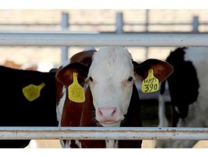 ۱۸۰۰ راس دام در  شهرستان ساری هویت دار شد