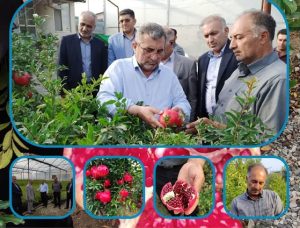 تولید ۲۸ رقم انار در بزرگترین کلکسیون و بانک ژن انار دنیا در شهرستان ساری