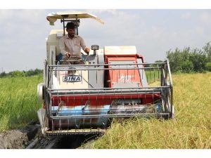 برداشت مکانیزه ۱۹۷ هزار هکتار  از مزارع برنج در استان مازندران