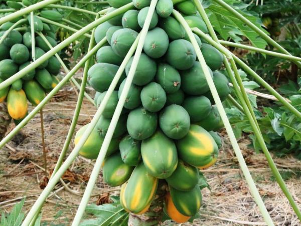 تولیدات کشاورزی استان؛ صادرات محور و دارای ارزش افزوده باشد