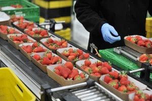 صدور بیش از ۱۵ میلیون دلار کالا و محصولات از جویبار در سال جاری