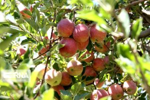 توسعه باغداری و افزایش تولید سیب در بخش لاریجان در شهرستان آمل