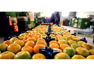 افزایش صادرات مرکبات با بازگشایی مسیر دریایی مازندران