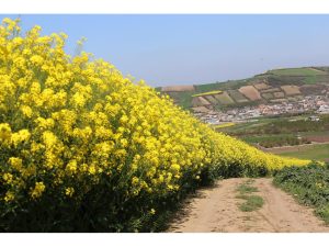 قرارداد کشت ۸۵۰ هکتاری کلزا در شهرستان نکا