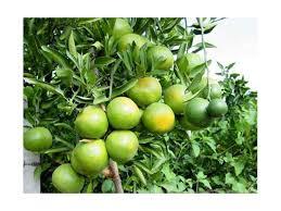 صادرات ۱۲۰۰ تن نارنگی پیش رس از میاندورود به خارج کشور