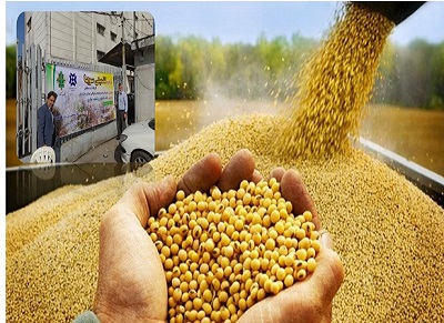 آغاز عملیات خرید تضمینی دانه روغنی سویا در شهرستان ساری