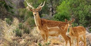 انتقال ۲۸ رأس گوزن زرد از مرکز دشت‌ناز در شهرستان ساری به ۵ استان کشور