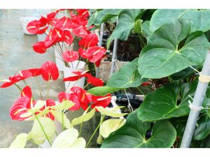 تولید ۲۸ هزارشاخه گل در شهرستان جویبار