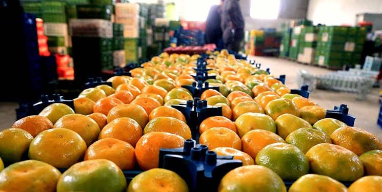 شروع صادرات دریایی از بندرامیرآباد مازندران به روسیه