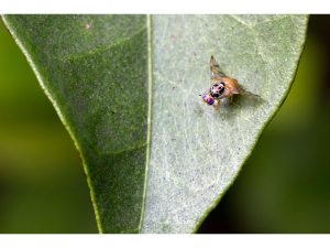 انجام ردیابی و مبارزه با آفت مگس میوه در هزار هکتار باغات قائم شهر