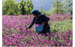 ثبت ۳ جشنواره استان مازندران در تقویم گردشگری ایران