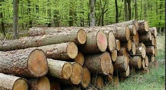 رسیدگی و مجازات قاچاقچی چوب جنگلی در شعبه ششم تعزیرات حکومتی ساری