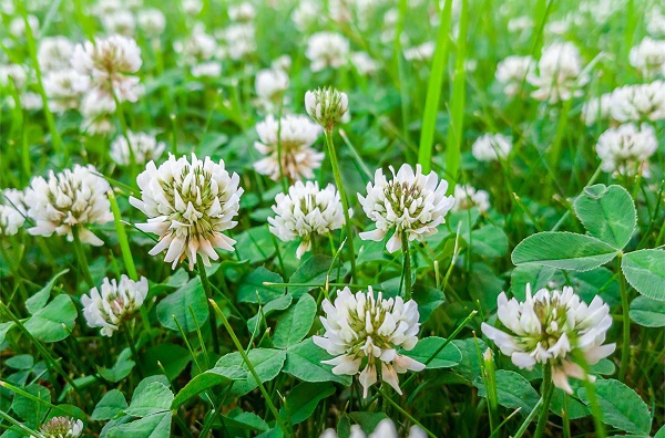 کشت شبدر در ۲۴۰۰ هکتار مزارع شهرستان قائم شهر