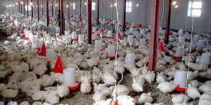 جریمه بیش از ۲ میلیارد ریالی مرغدار متخلف و رسیدگی به پرونده گرانفروشی مرغ