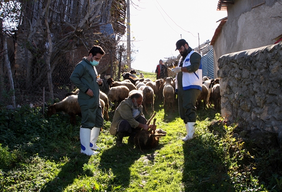 نخستین رزمایش سراسری جهاد دامپزشکی «سفیران خدمت» استان مازندران