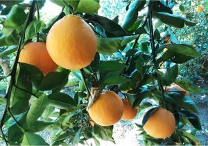 تولید ۳۷۰ هزار تن پرتقال در شهرستان ساری