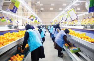 برندی جهانی به نام مرکبات مازندران/  ظرفیت عظیمی که باید در اولویت قرار گیرد