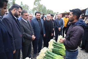 از راه اندازی دبیرخانه دائمی تا تشکیل تعاونی نرگس کاران / لزوم توسعه برندینگ و مارکتینگ گل نرگس در سطح ملی و منطقه ای+ تصاویر