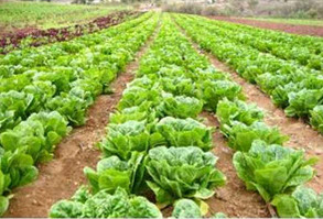 کشت ۱۶۸ هکتار اراضی کشاورزیکاهو در بهشهر