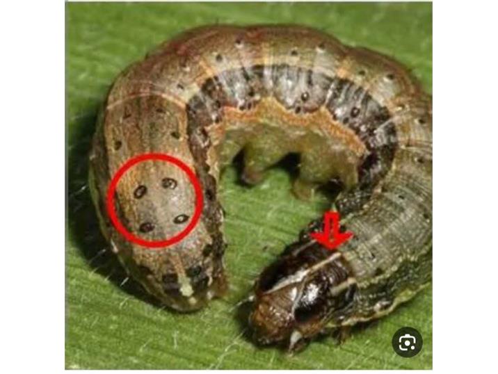 ردیابی کرم برگخوار در ۱۱ هزار هکتار از مزارع در شهر نکا