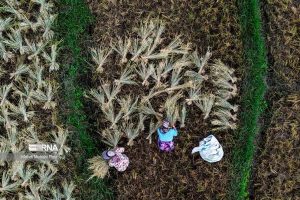 خشکسالی و محدودیت‌های تامین سوخت کشاورزی در استان مازندران