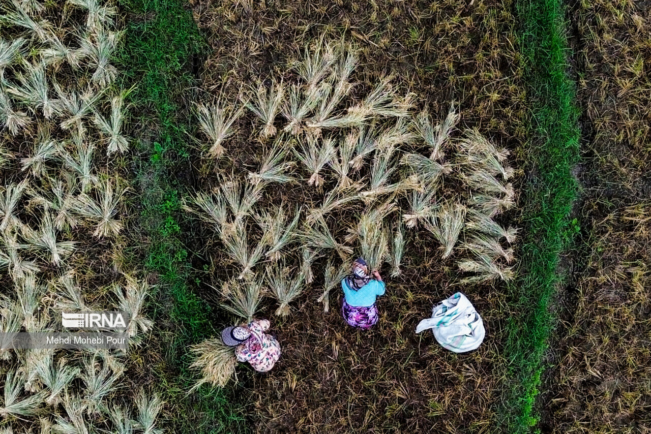 خشکسالی و محدودیت‌های تامین سوخت کشاورزی در استان مازندران