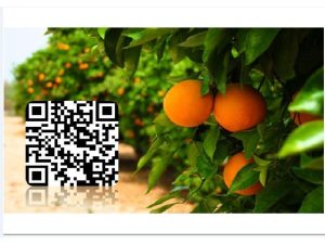 ۱۷۸۰ هکتار از باغات در ساری شناسنامه دار شدند