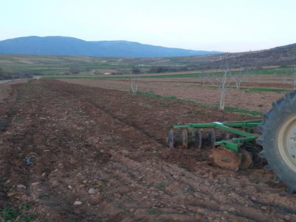 کشت زیره در یک هکتار از اراضی در ساری