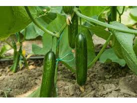 تولید ۱۵ هزار تن خیار گلخانه ای در شهر جویبار