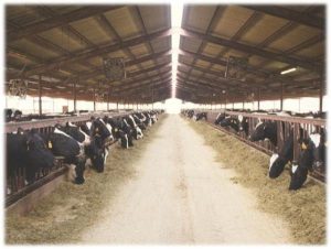 ضرورت توسعه کشت علوفه و استفاده بهینه از بقایای محصولات زراعی و باغی در تغذیه دام