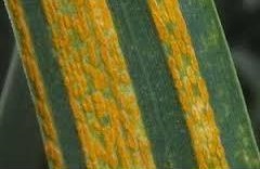 توصیه های فنی برای جلوگیری از بیماری زنگ زرد گندم