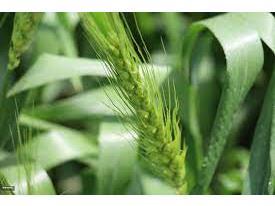 توصیه های فنی جهت مبارزه با علفهای هرز مزارع گندم