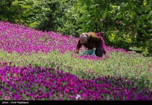 گل گاوزبان: طلای سبز شمال که می‌سوزد! از خام فروشی تا ثروت سازی؛ چرا ایران از این گنج طبیعی عقب ماند؟