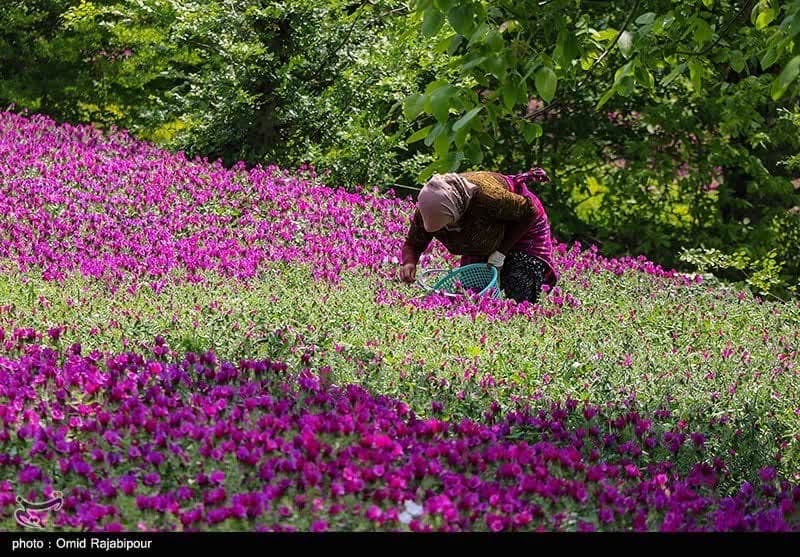 گل گاوزبان: طلای سبز شمال که می‌سوزد! از خام فروشی تا ثروت سازی؛ چرا ایران از این گنج طبیعی عقب ماند؟