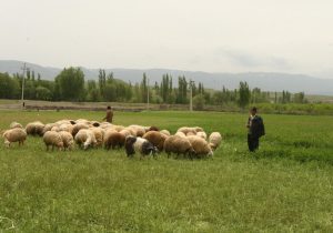 ۱۳۵ سامانه عرفی به دامداران غرب مازندران واگذار شد