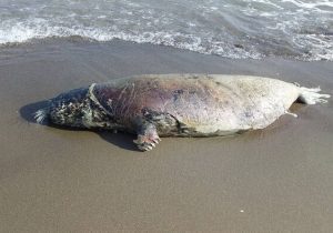 تلفات سریالی فک‌های خزری