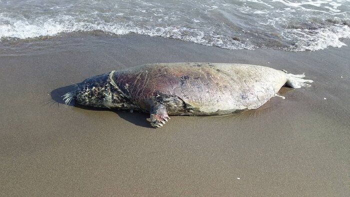 تلفات سریالی فک‌های خزری