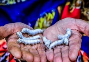 پیش‌بینی برداشت ۱۰۰ تن پیله‌تر