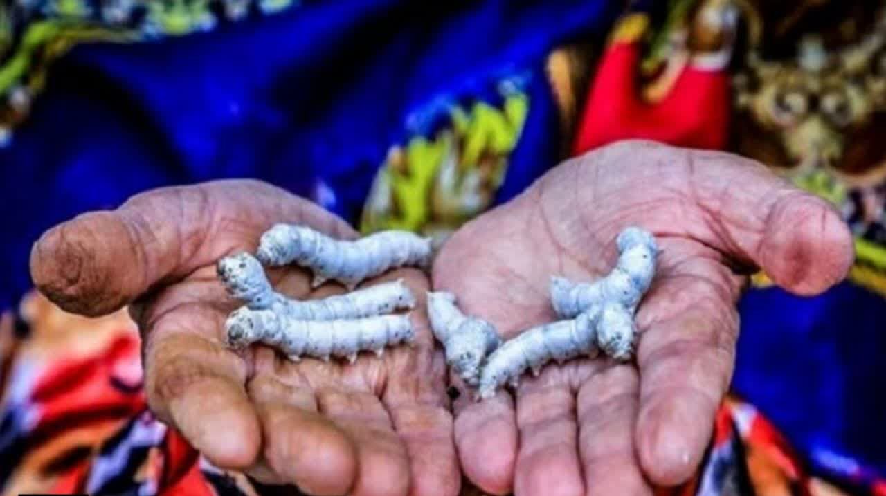 پیش‌بینی برداشت ۱۰۰ تن پیله‌تر