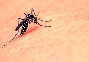 صید پشه آئدس آلبوپیکتوس در برخی نقاط استان