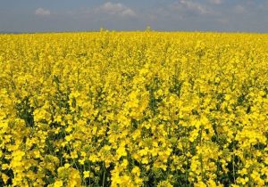 برداشت ۵۲ هزار تُن کلزا در گلستان؛ پایان فصل خرید نزدیک است