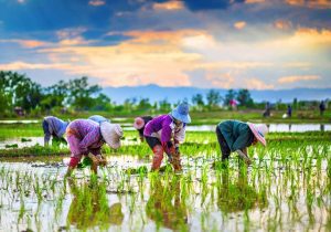 فریاد برنجکاران شمالی؛ سد راه واردات، نجات تولید ملی