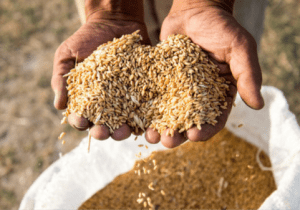 خرید بیش از ۸۱ هزار تن گندم از کشاورزان مازندران/ تخصیص ۱۱ همت یارانه نان