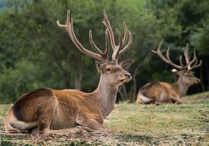 حفاظت از زیستگاه‌های مرال در مازندران همزمان با فصل گاوبانگی تشدید شد