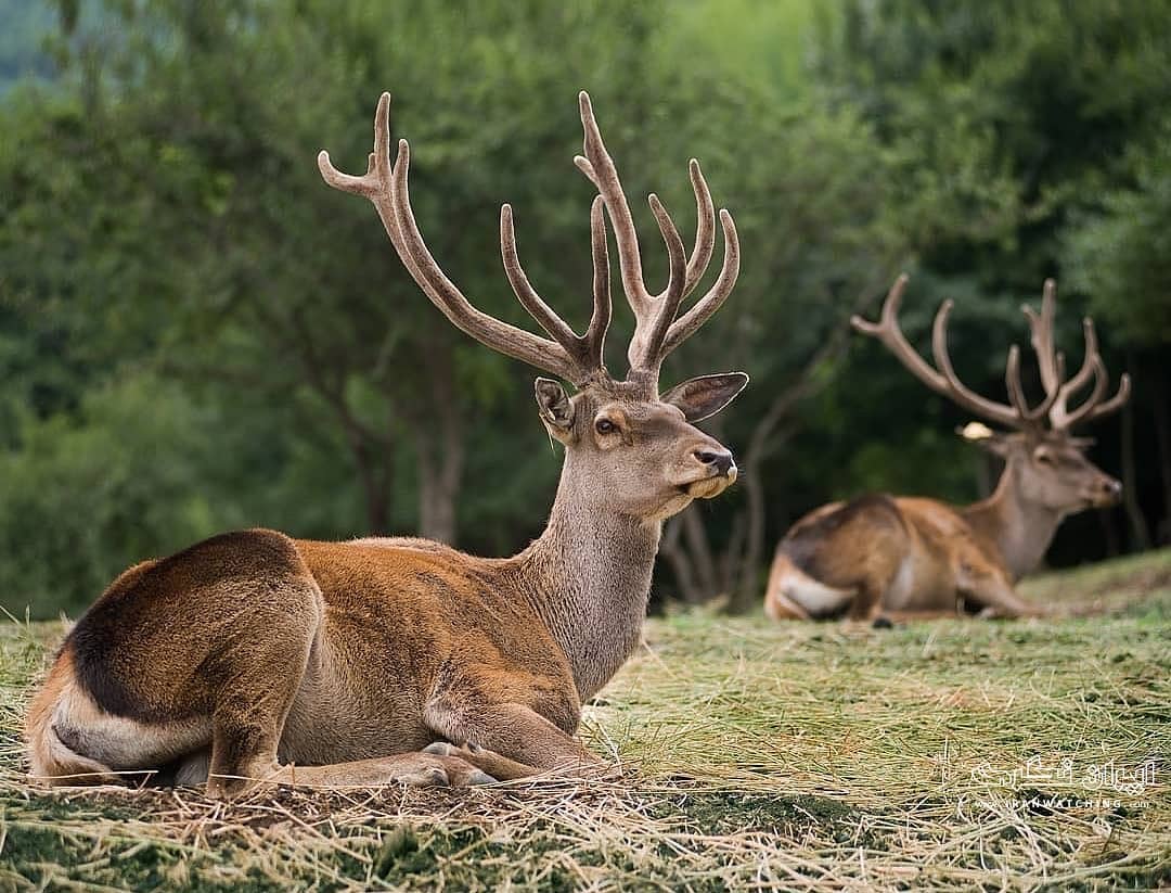 حفاظت از زیستگاه‌های مرال در مازندران همزمان با فصل گاوبانگی تشدید شد