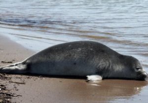 افزایش تلفات فوک خزری؛ زنگ خطر برای اکوسیستم دریای خزر