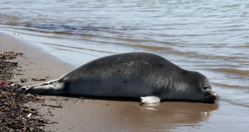 افزایش تلفات فوک خزری؛ زنگ خطر برای اکوسیستم دریای خزر
